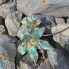Parure Stella Marina con collier e anello in vetro di Murano - PARU0042